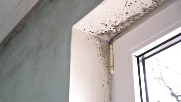 Deer Park, NY Mold Remediation Company