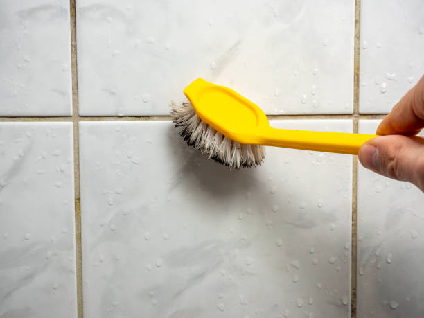 Best White Mold Remediation in Deer Park, NY