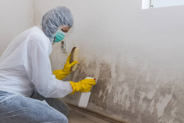 Best Industrial Mold Remediation in Deer Park, NY