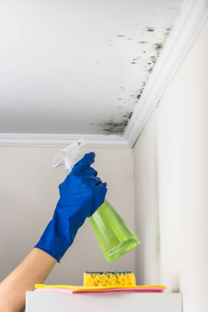 Best Attic Mold Remediation in Deer Park, NY
